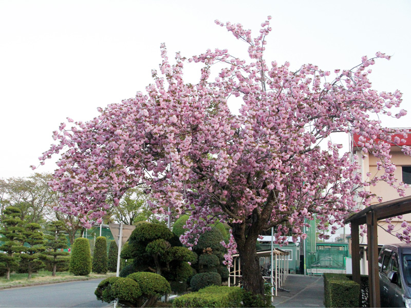 駐輪場脇の八重桜